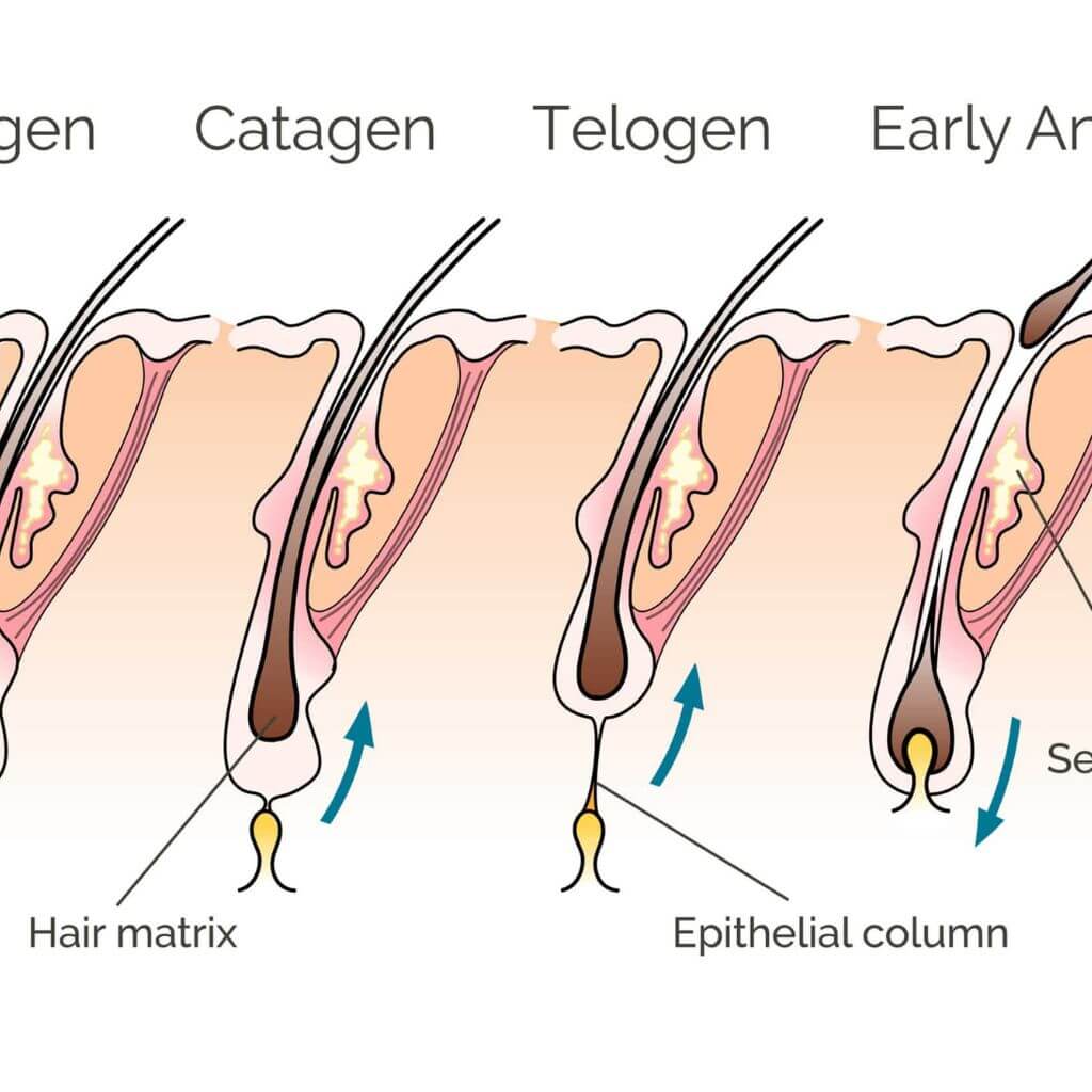 Does Microcurrent Really Help Hair Grow?